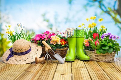 ​半枝莲什么时候播种和开花