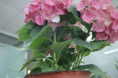 ​绣球花扦插时间和方法