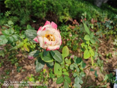 ​月季花的秋季养护方法