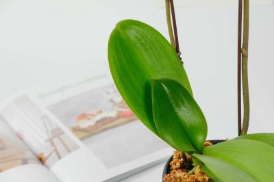 ​蝴蝶兰的传说