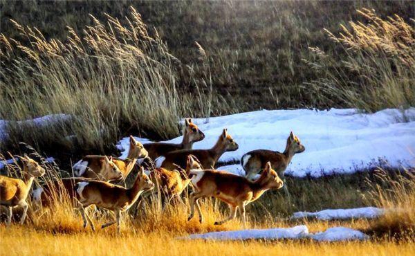 中国最大的自然保护区, 面积居然大过三个江苏省