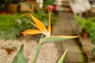 ​如何使鹤望兰在圣诞开花