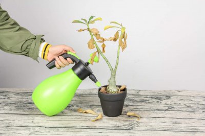 ​沙漠玫瑰怎么养根变大