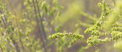 ​榆树盆景怎么移栽