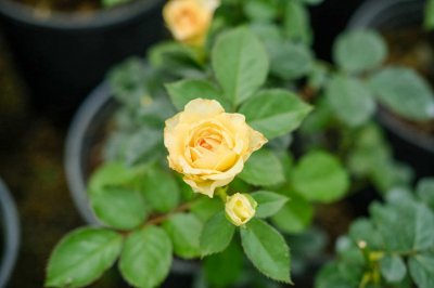 ​月季的花语和传说