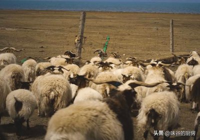 ​全国哪里的羊肉最好吃？这6个地方比较出名，你都吃过几种？