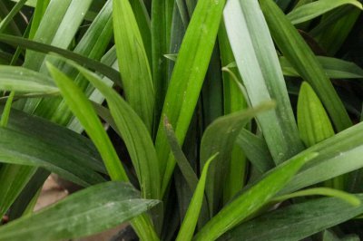 ​兰花春天怎么养护，可以换土吗