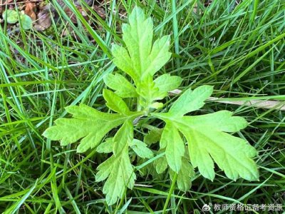 ​“艾蒿”的正确读音