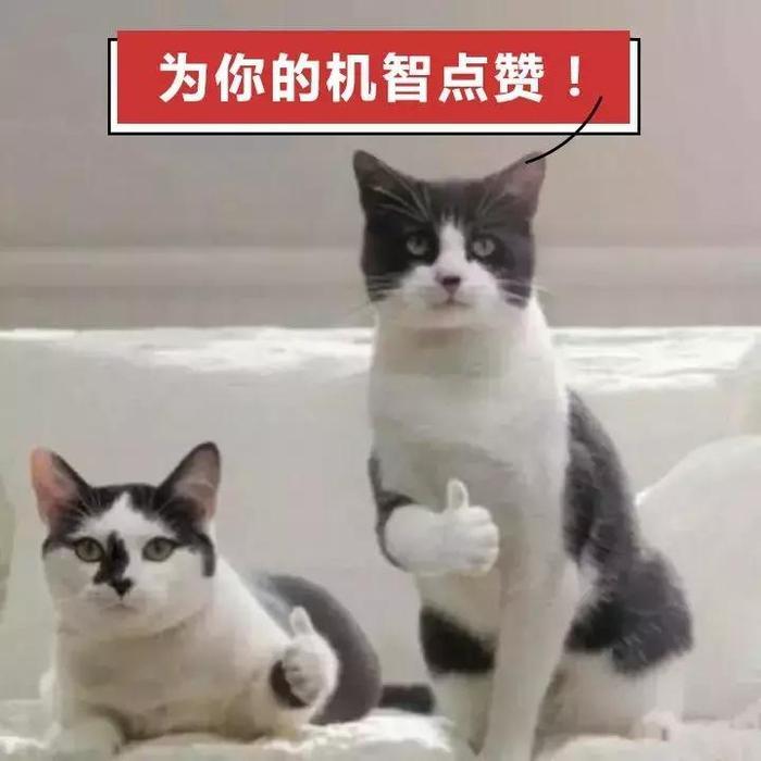 斗图表白两不误, 人生赢家舍你其谁!