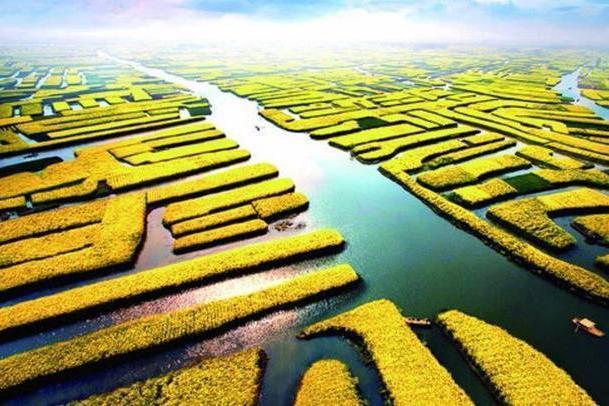 中国油菜花最美的五个地方，处处皆景，你觉得哪里最美？