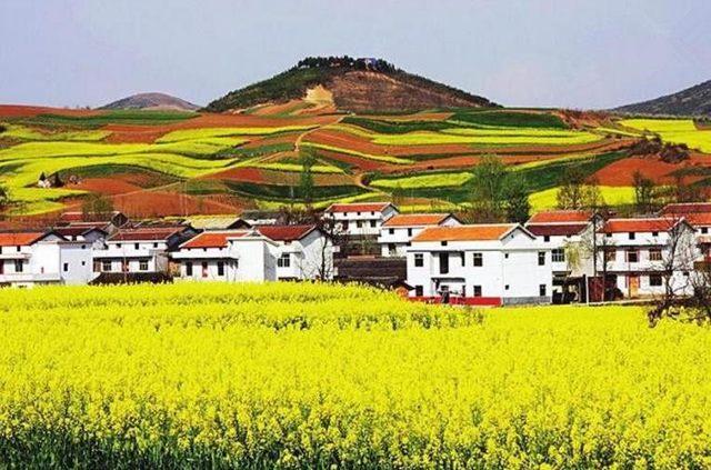 中国油菜花最美的五个地方，处处皆景，你觉得哪里最美？