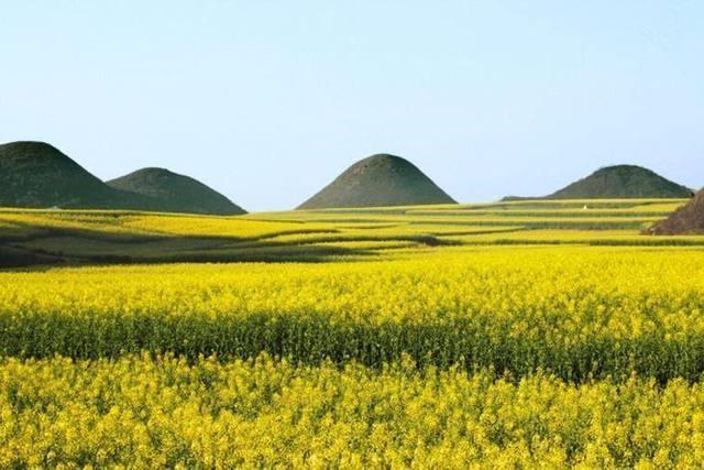 中国油菜花最美的五个地方，处处皆景，你觉得哪里最美？