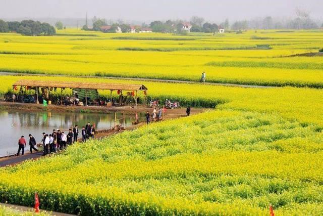 中国油菜花最美的五个地方，处处皆景，你觉得哪里最美？