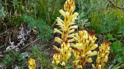 ​此物被誉为“不老草”，野生高达800元一斤，但数量稀少，请保护