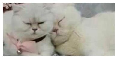 抖音老大，会说话的刘二豆 它俩背后有一位强大的“妈”?