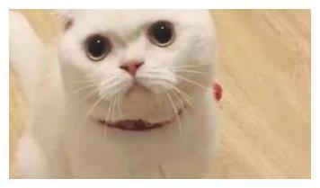 抖音老大，会说话的刘二豆 它俩背后有一位强大的“妈”?