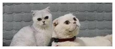 抖音老大，会说话的刘二豆 它俩背后有一位强大的“妈”?