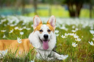 ​送你40张搞笑图片，愿你有一天的好心情！