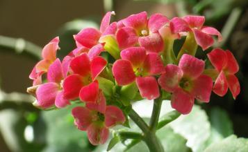 此花是长寿之花，花开缤纷靓丽色彩斑斓，代表着长命百岁！