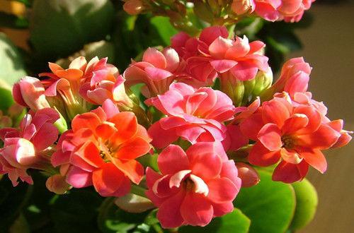 此花是长寿之花，花开缤纷靓丽色彩斑斓，代表着长命百岁！