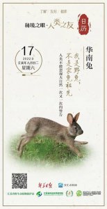​秘境之眼·人类之友 日历 | 华南兔：我是野兔，不是家兔祖先