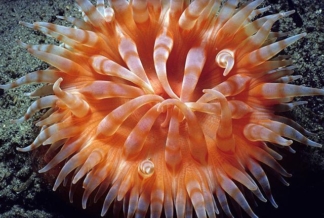 五彩斑斓的海葵，居然这么好吃！这些做法营养又美味！