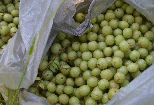 中国农村最常见果子，村民都懒得摘，却成印度大名鼎鼎的“圣果”