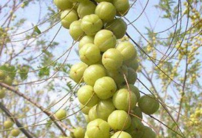 ​中国农村最常见果子，村民都懒得摘，却成印度大名鼎鼎的“圣果”