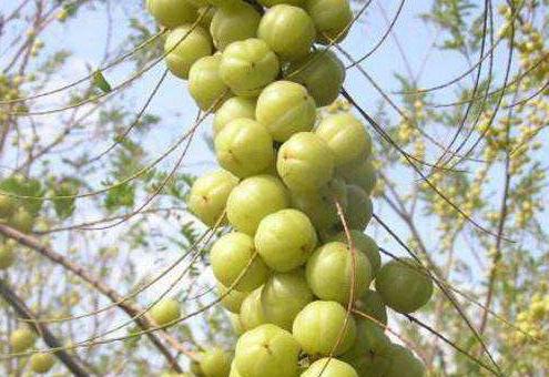 中国农村最常见果子，村民都懒得摘，却成印度大名鼎鼎的“圣果”