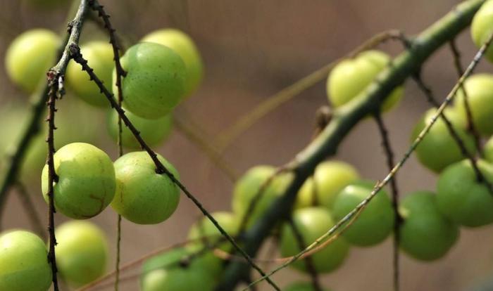 中国农村最常见果子，村民都懒得摘，却成印度大名鼎鼎的“圣果”