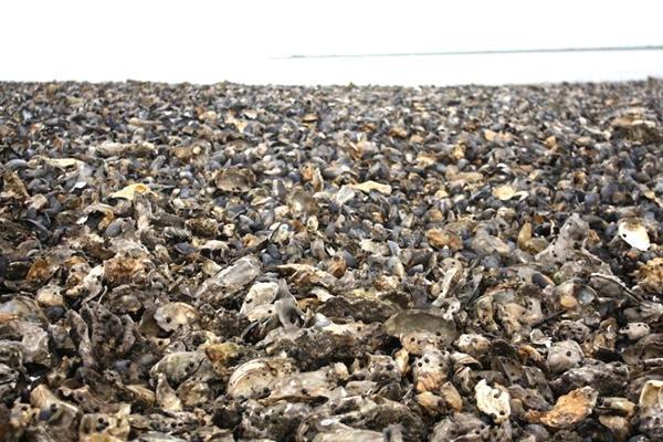 丹麦生蚝泛滥，求救中国“吃货”，国内网友回应：备上大酱