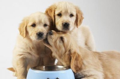 ​解气！杭州狗主人被刑拘，不栓狗绳还当着孩子面做这事，严惩不贷