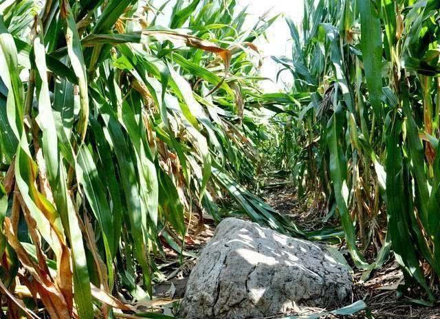 中国最矮的一座山,坐标位于山东,离地面0.6米,却无人敢攀登