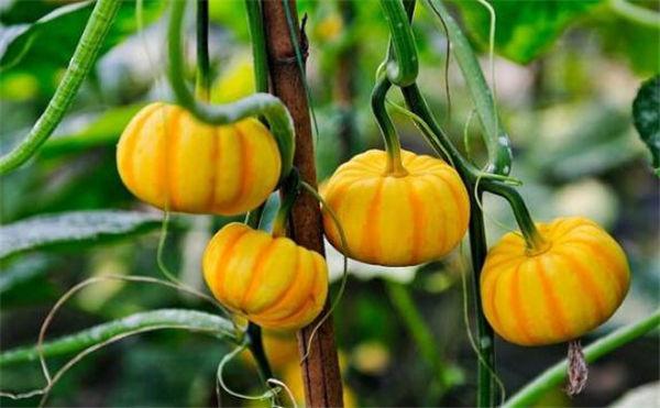 这奇葩水果你吃过吗？我大多数第一次见！