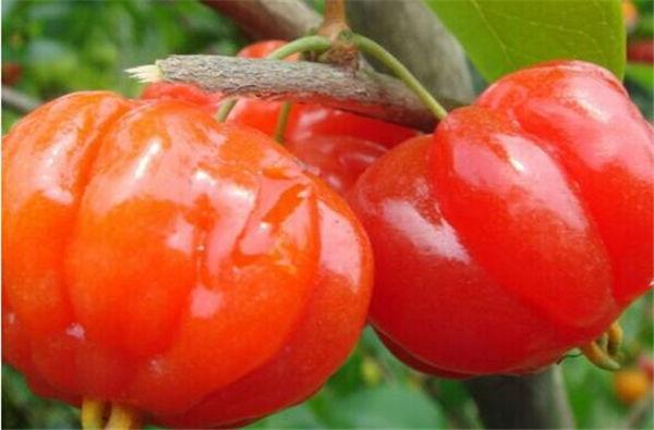 这奇葩水果你吃过吗？我大多数第一次见！