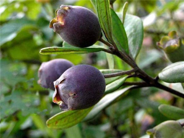 这奇葩水果你吃过吗？我大多数第一次见！