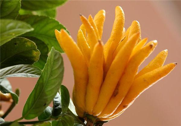 这奇葩水果你吃过吗？我大多数第一次见！