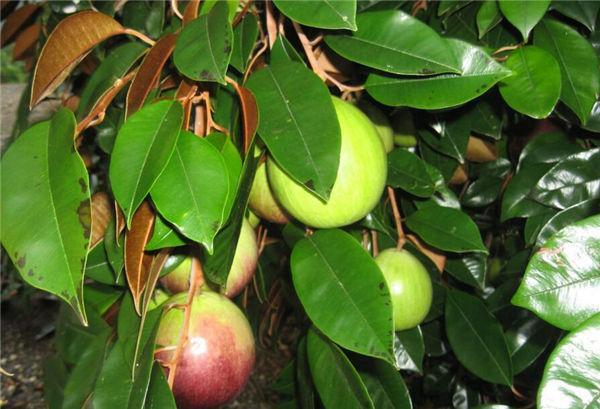 这奇葩水果你吃过吗？我大多数第一次见！