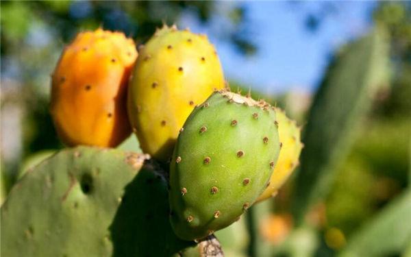 这奇葩水果你吃过吗？我大多数第一次见！