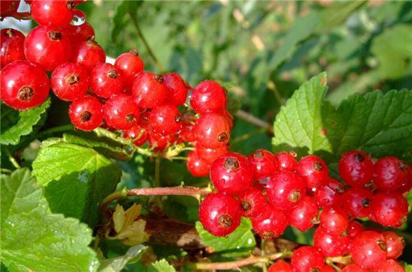 这奇葩水果你吃过吗？我大多数第一次见！