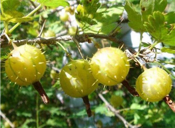 这奇葩水果你吃过吗？我大多数第一次见！