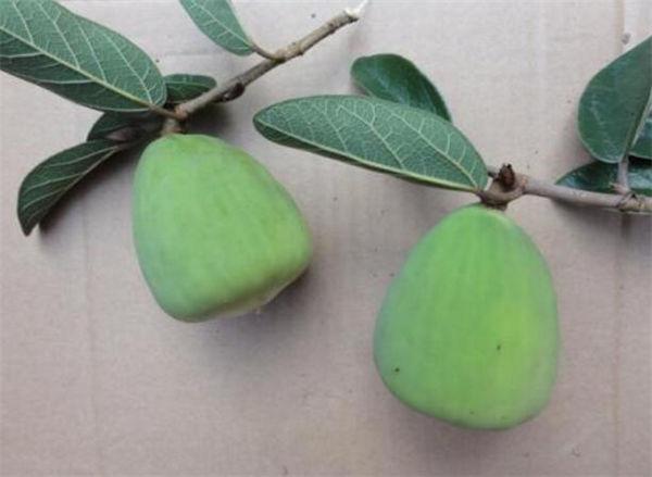 这奇葩水果你吃过吗？我大多数第一次见！