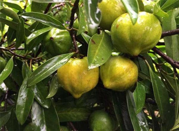 这奇葩水果你吃过吗？我大多数第一次见！