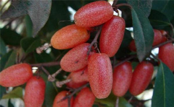 这奇葩水果你吃过吗？我大多数第一次见！