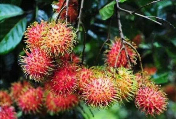 这奇葩水果你吃过吗？我大多数第一次见！