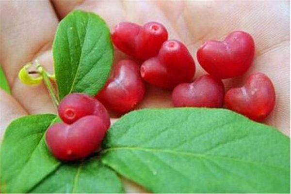 这奇葩水果你吃过吗？我大多数第一次见！