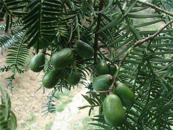 这奇葩水果你吃过吗？我大多数第一次见！