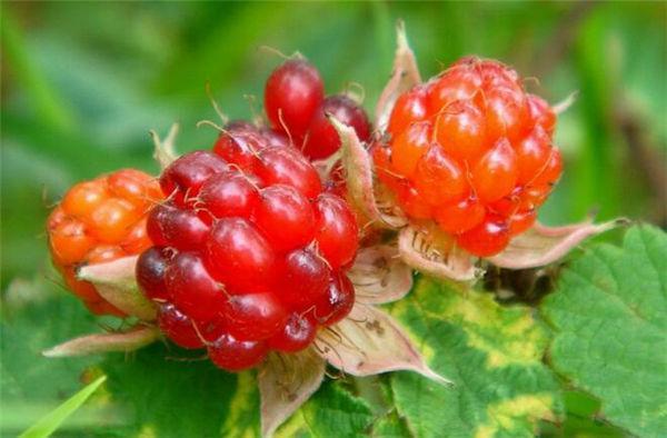 这奇葩水果你吃过吗？我大多数第一次见！