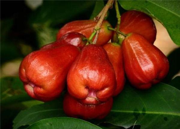 这奇葩水果你吃过吗？我大多数第一次见！