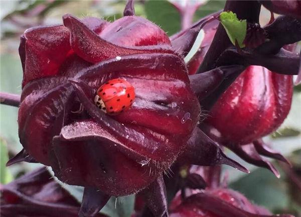 这奇葩水果你吃过吗？我大多数第一次见！